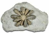 Jurassic Club Urchin (Asterocidaris) - Boulemane, Morocco #366898-1